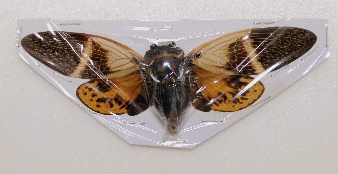 アジア産 セミ8点セット 1