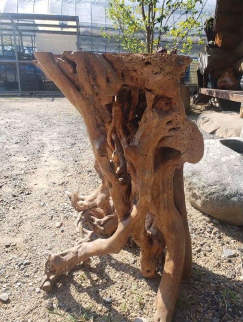 盆栽花台　根卓　ユニークな木製インテリアオブジェ m-NO210高さ60センチ