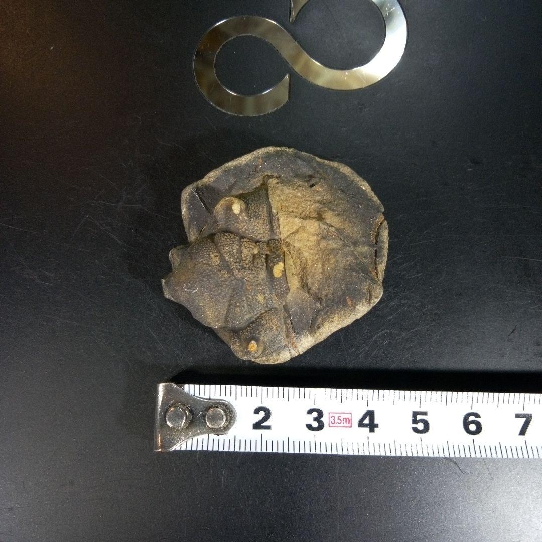 三葉虫　化石　fossil　海　ボリビア産　trilobite　ボリビア化石郡⑩