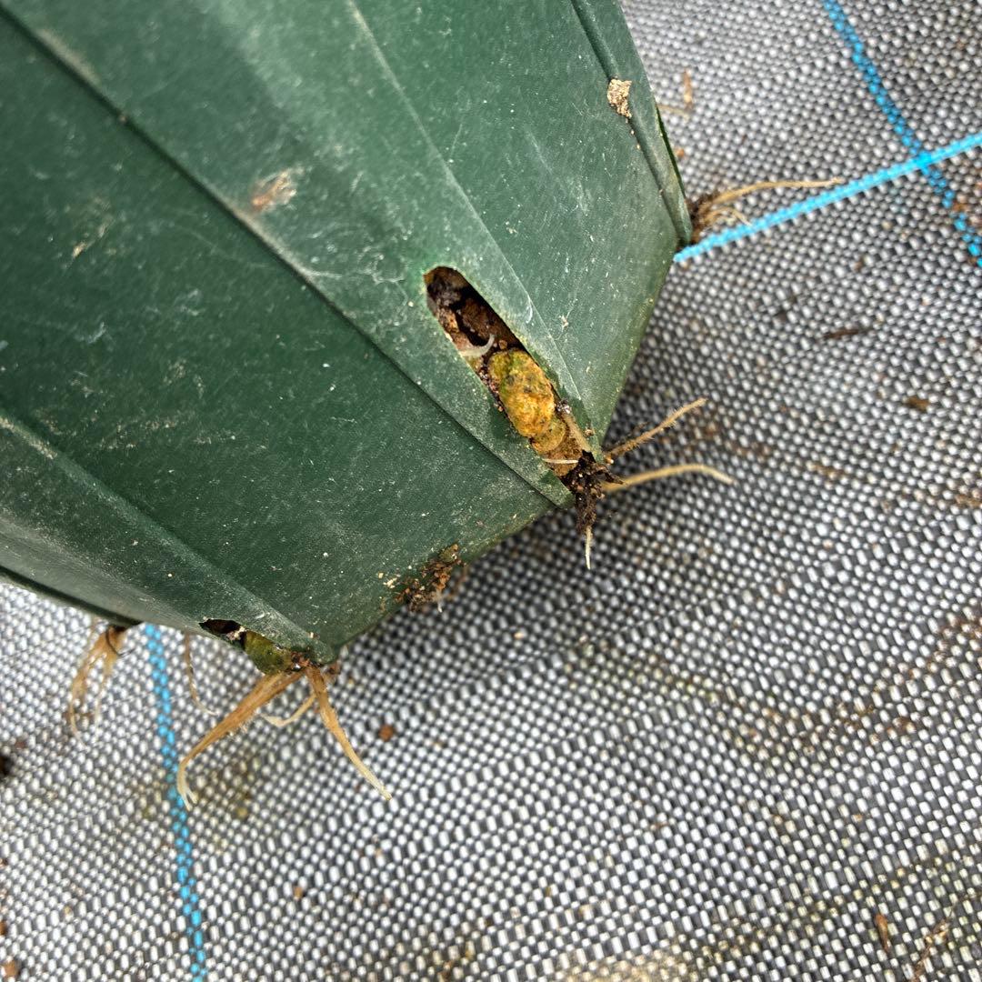 まいさんページ　ゴールド２鉢