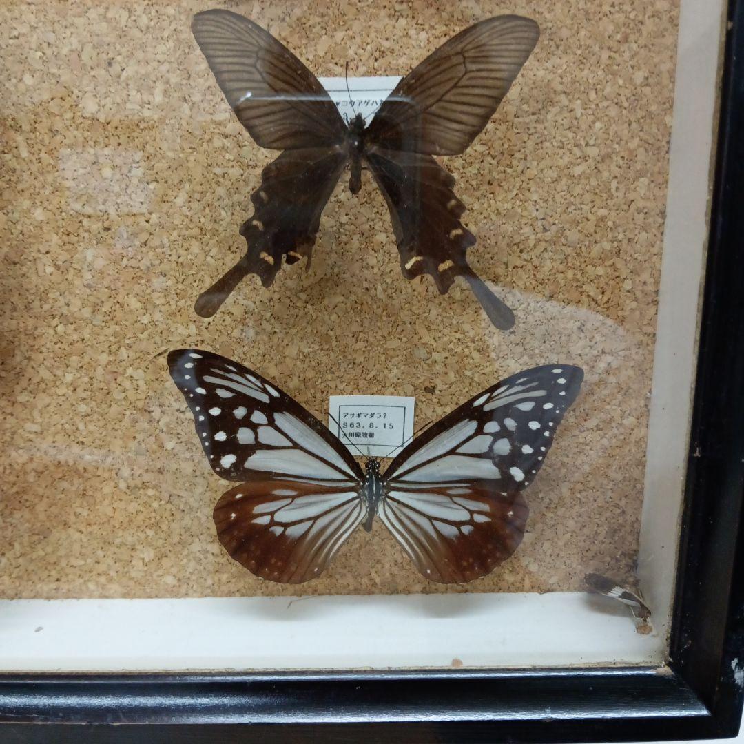 昭和６３年当時物徳島県採取蝶々ガラス木製枠横幅５０X縦４２X厚さ６センチ標本品