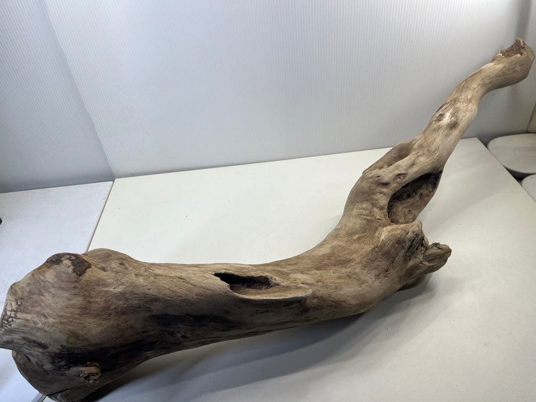 R64特大流木 アク抜き済み流木 爬虫類シェルター 登り木 インテリア 生け花