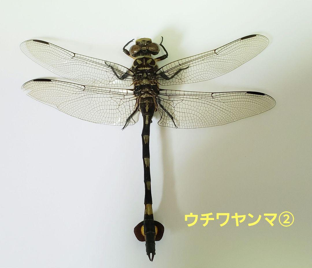 十（つなし）出品 トンボ標本13頭