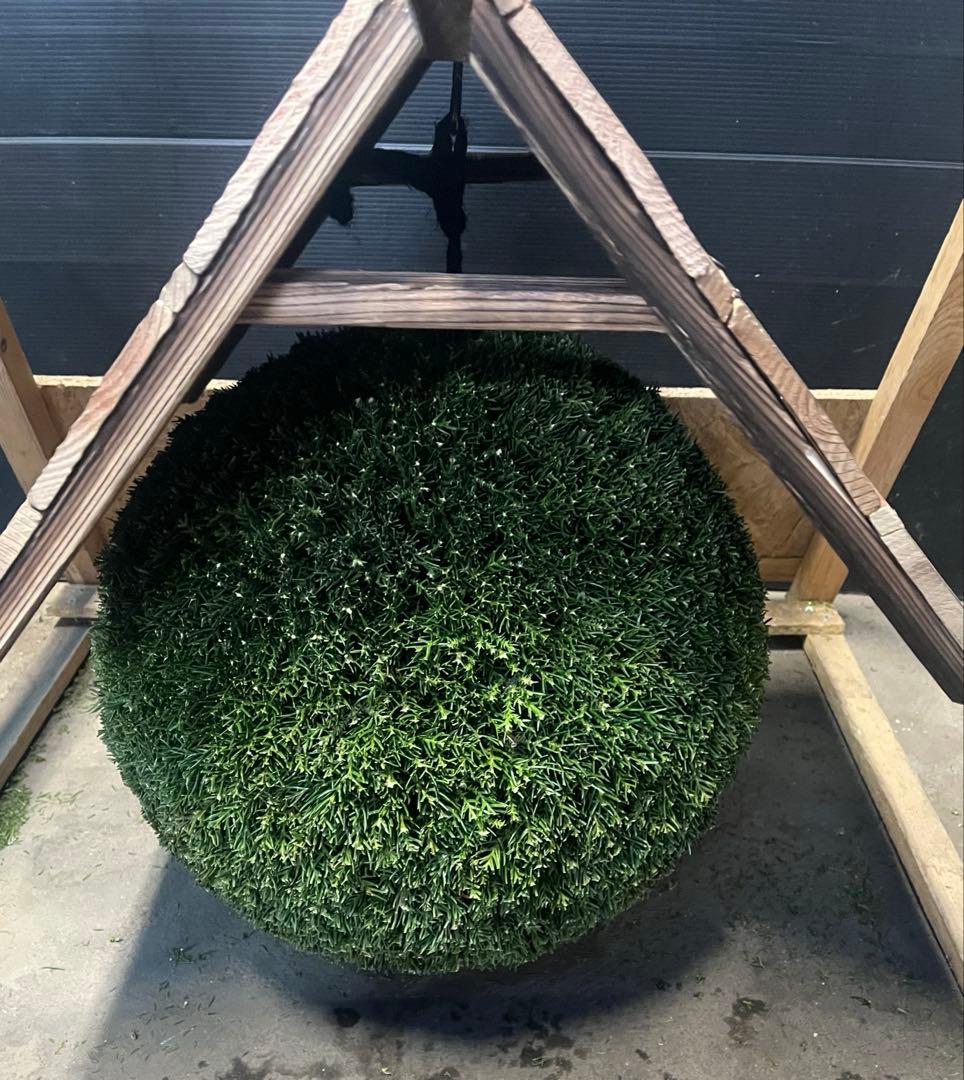 杉玉　約40センチ‼️お客様ご注文品　縁起物　丸くて幸せ　家族円満♪