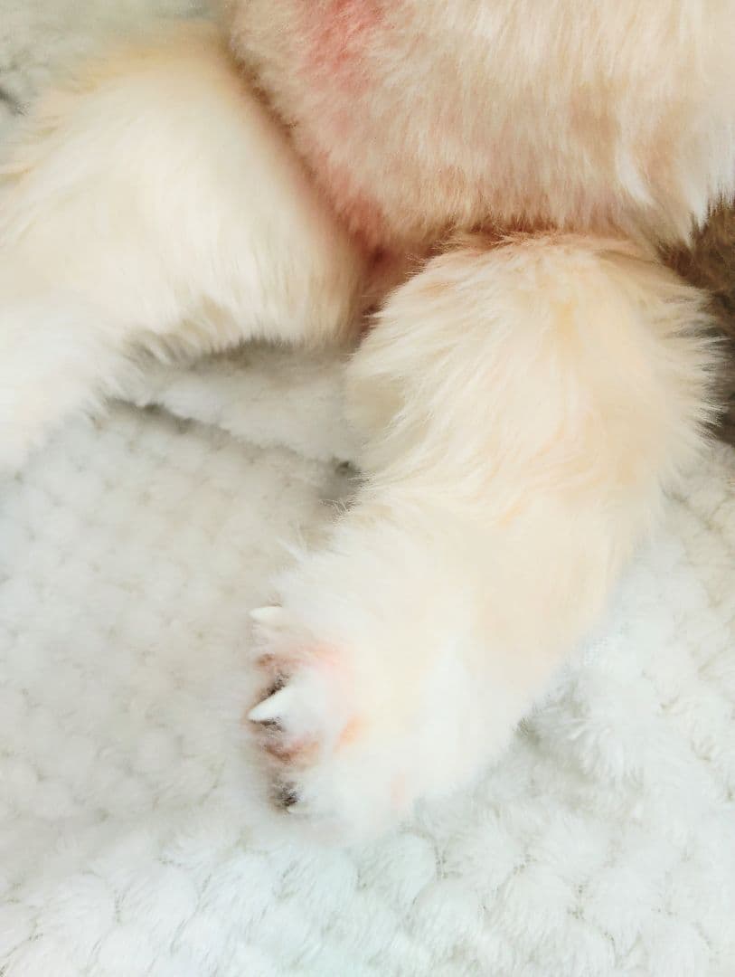 フェネックベビー♡赤ちゃん抱っこサイズ♡アートドール♡ぬいぐるみ♡