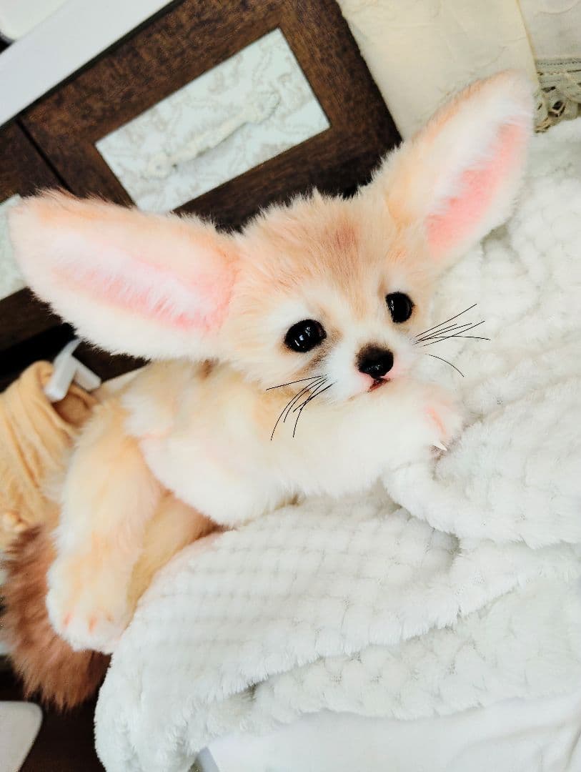 フェネックベビー♡赤ちゃん抱っこサイズ♡アートドール♡ぬいぐるみ♡
