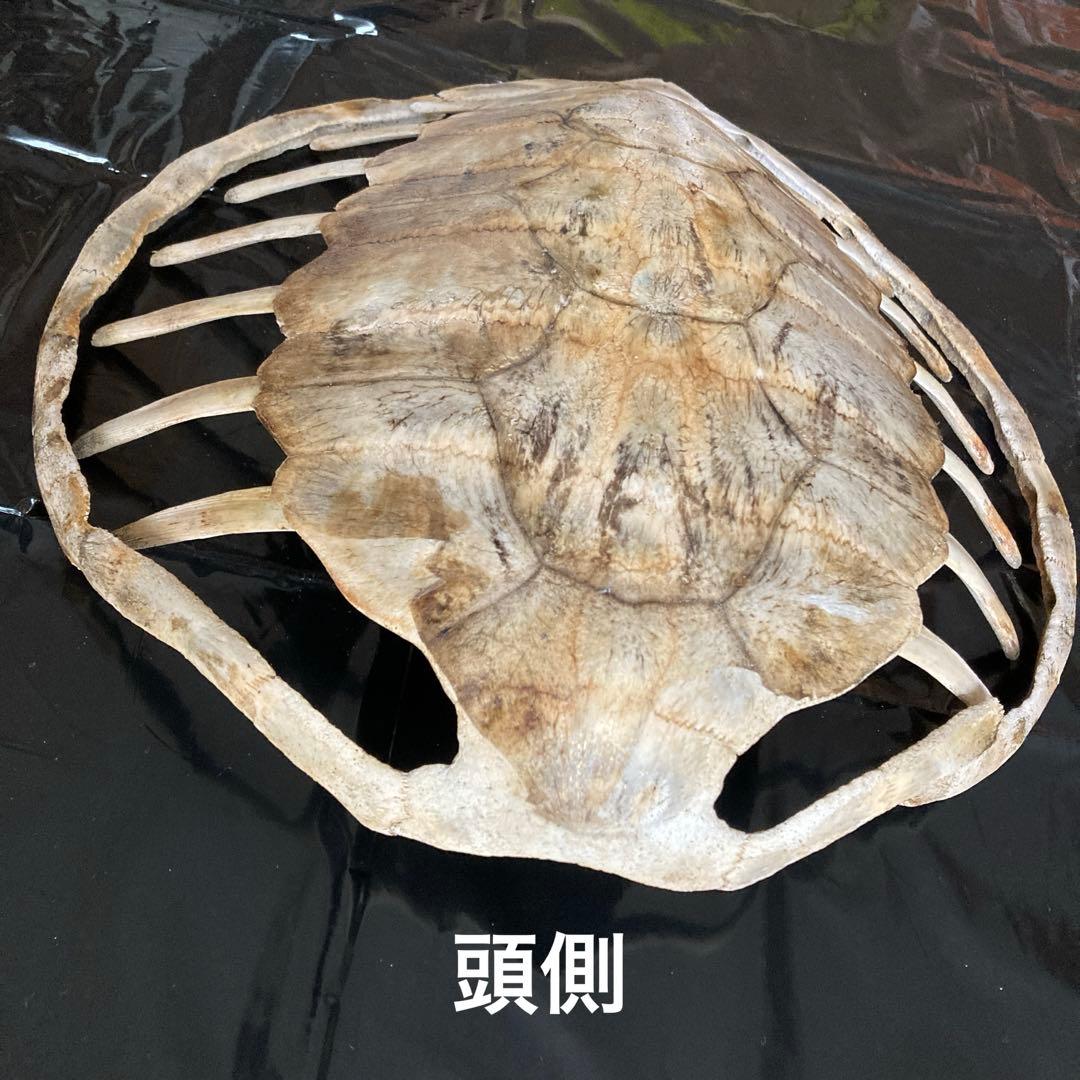 アオウミガメの骨 骨格標本