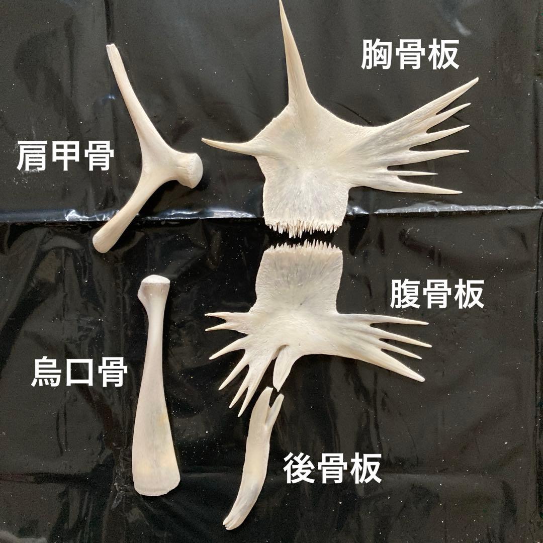 アオウミガメの骨 骨格標本