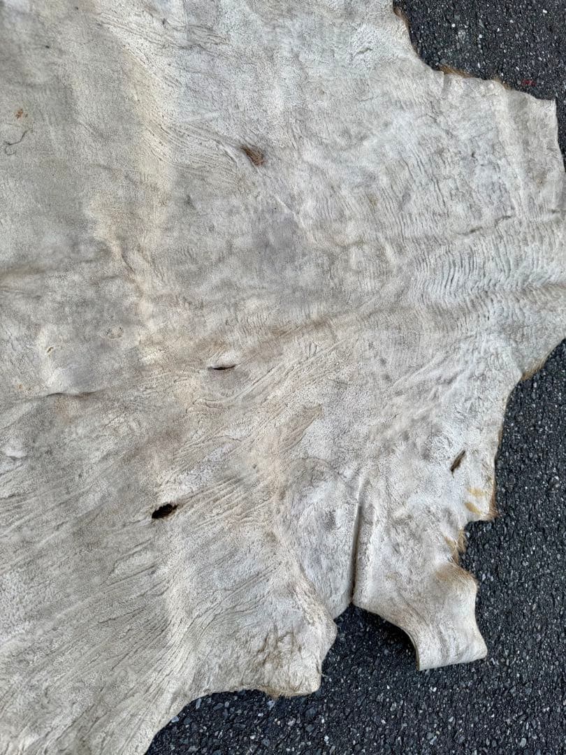 日本鹿 ラグマット 毛皮 敷物 ブランケット 蝦夷鹿 ブッシュクラフト キャンプ