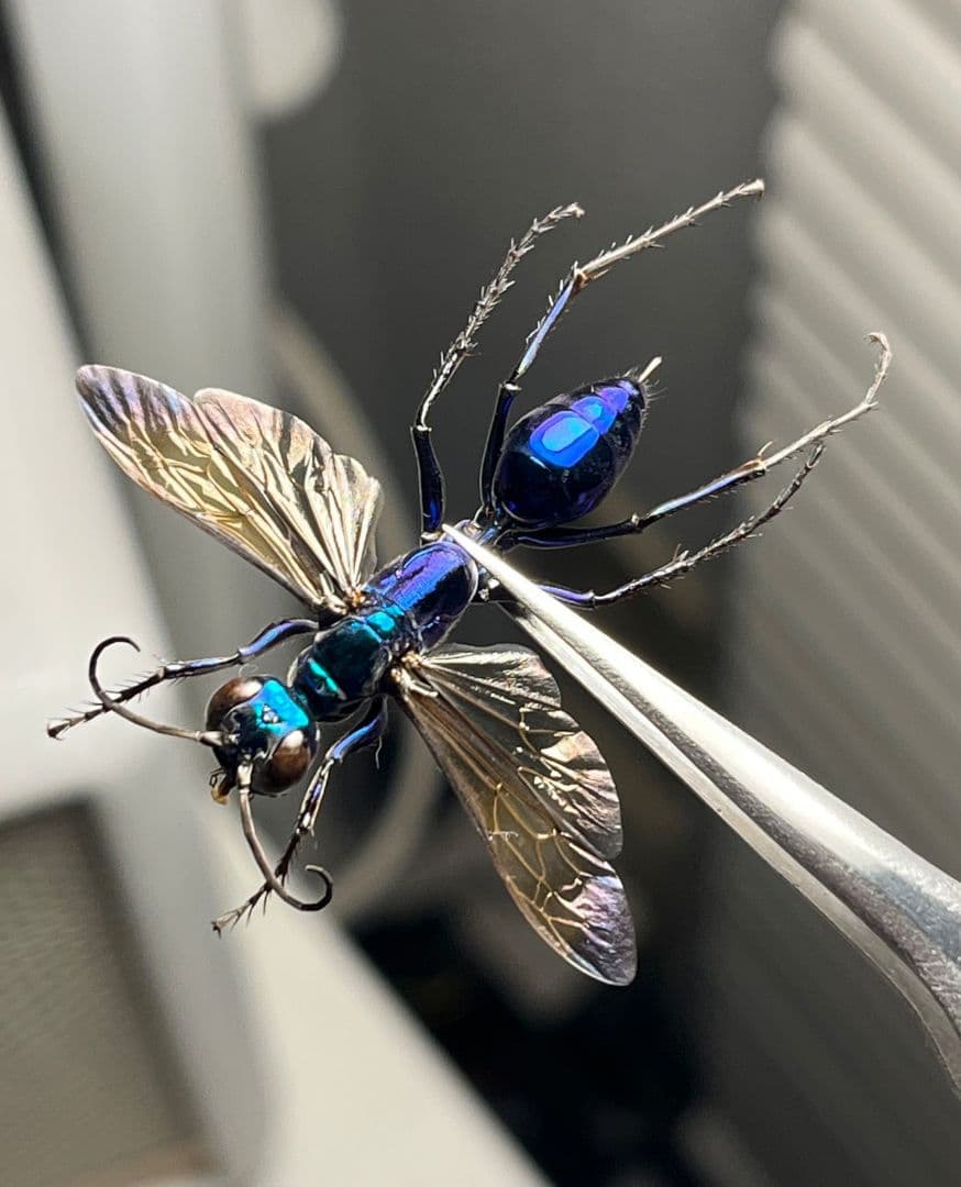 【標本】エメラルドゴキブリバチに酷似の寄生蜂 ジュエルワスプ 昆虫標本