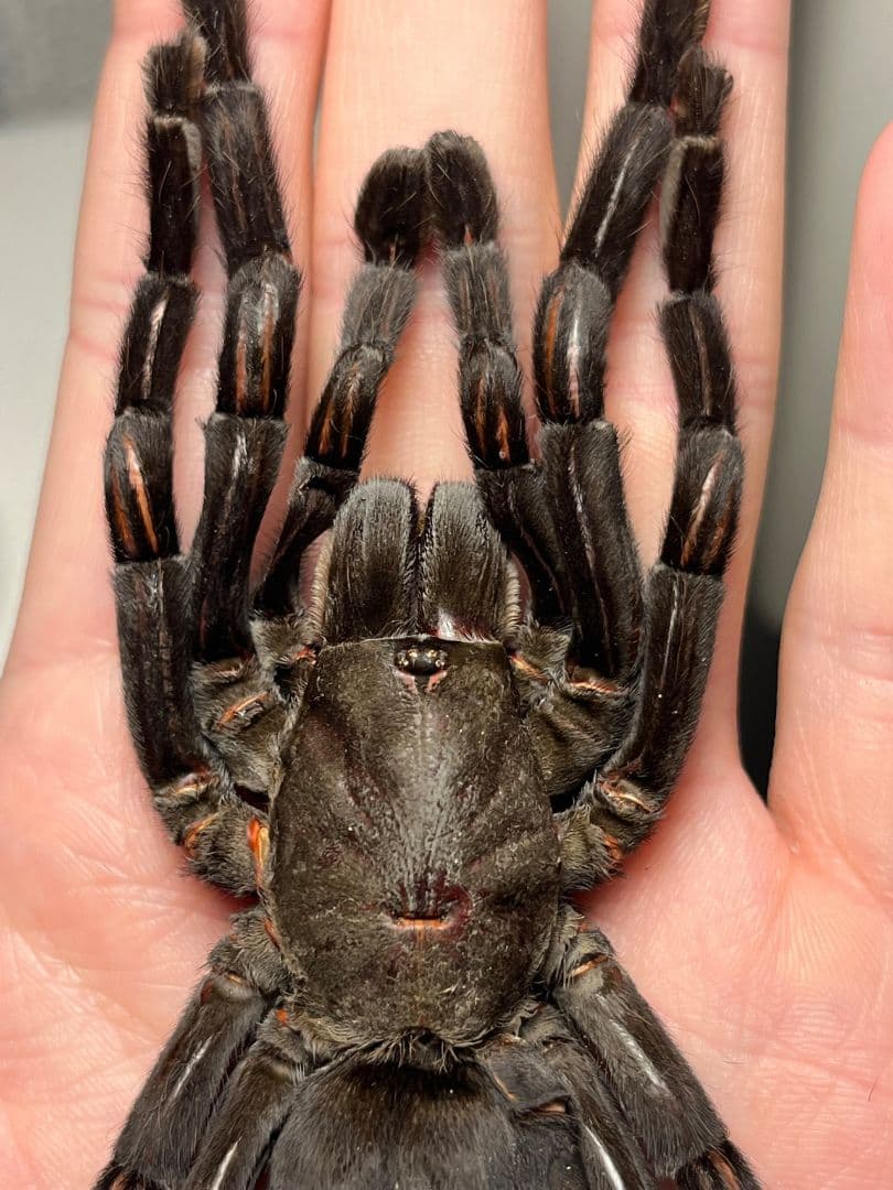 【色残抜群】タイランドビッグブラックアースタイガータランチュラ標本LS15cm程
