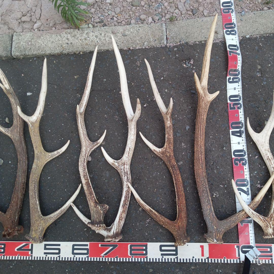 S*i様 天然蝦夷鹿角　犬のおもちゃ、工芸などとうぞ　３番