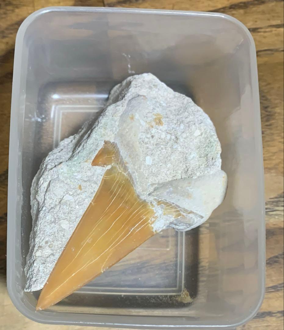 化石　三葉虫　アンモナイト　シェルオパール　メガロドンの歯