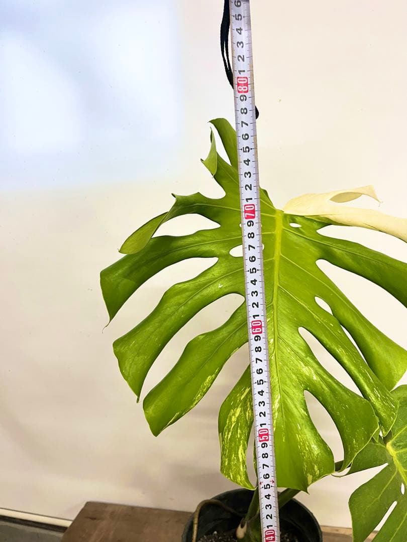 斑入り　モンステラ　デリシオーサ　艶姿　白　ホワイト