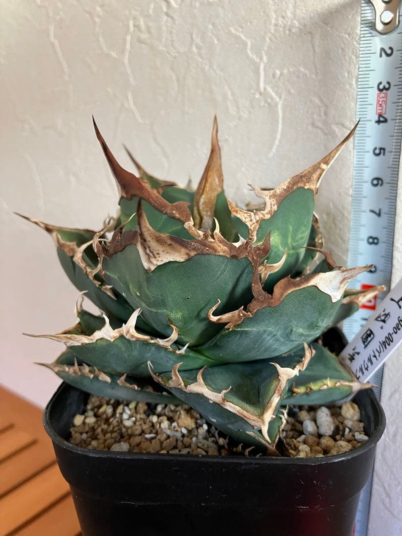 アガべチタノタ バトルウルフ【上澳園芸】タグ付き　【ラスト美品】