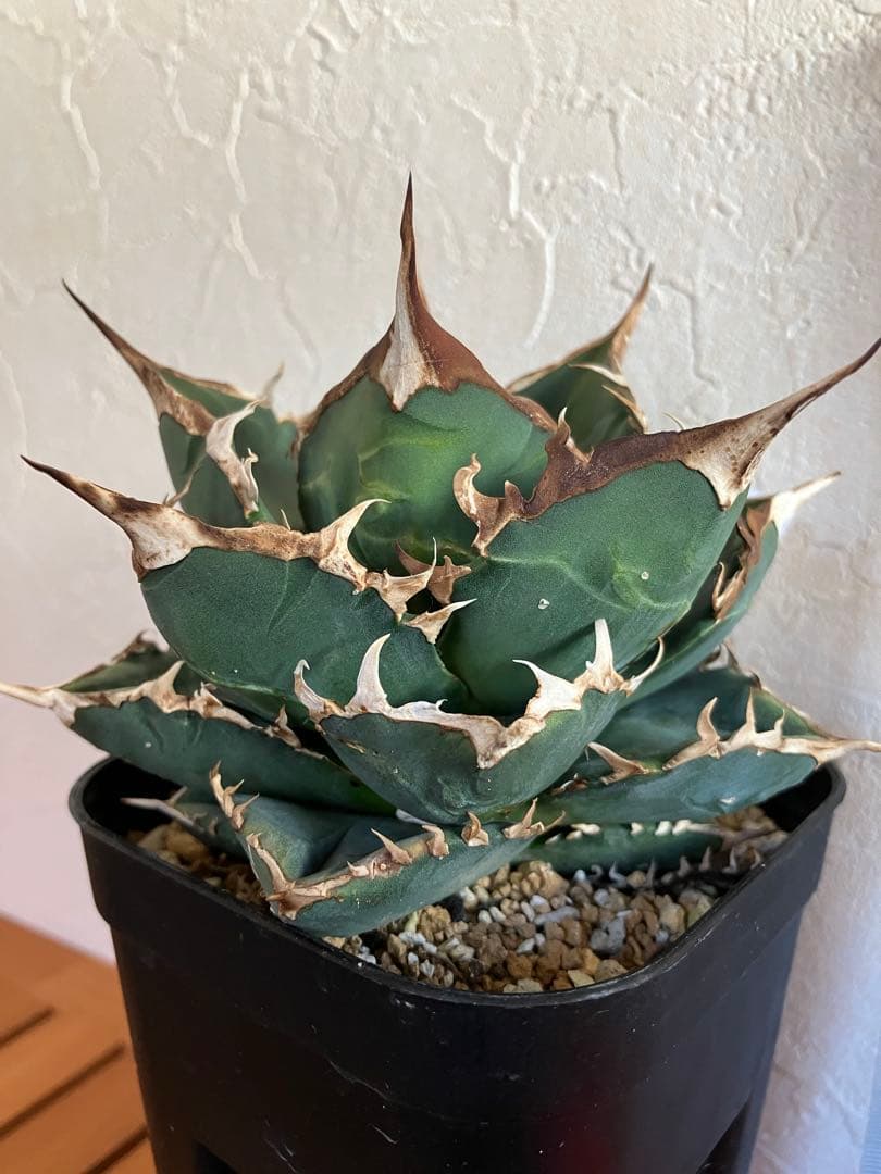 アガべチタノタ バトルウルフ【上澳園芸】タグ付き　【ラスト美品】