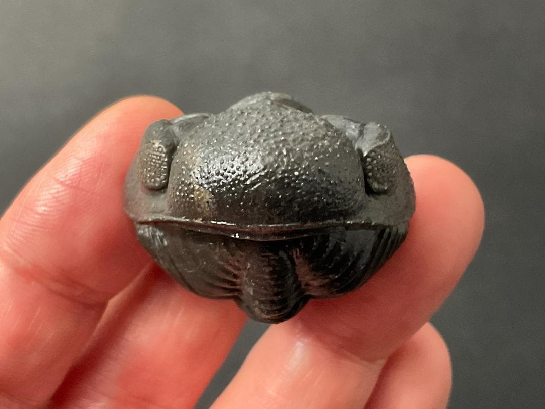 三葉虫 化石 [PH68] ペディノパリオプス 防御態勢 防御姿勢 エンロール