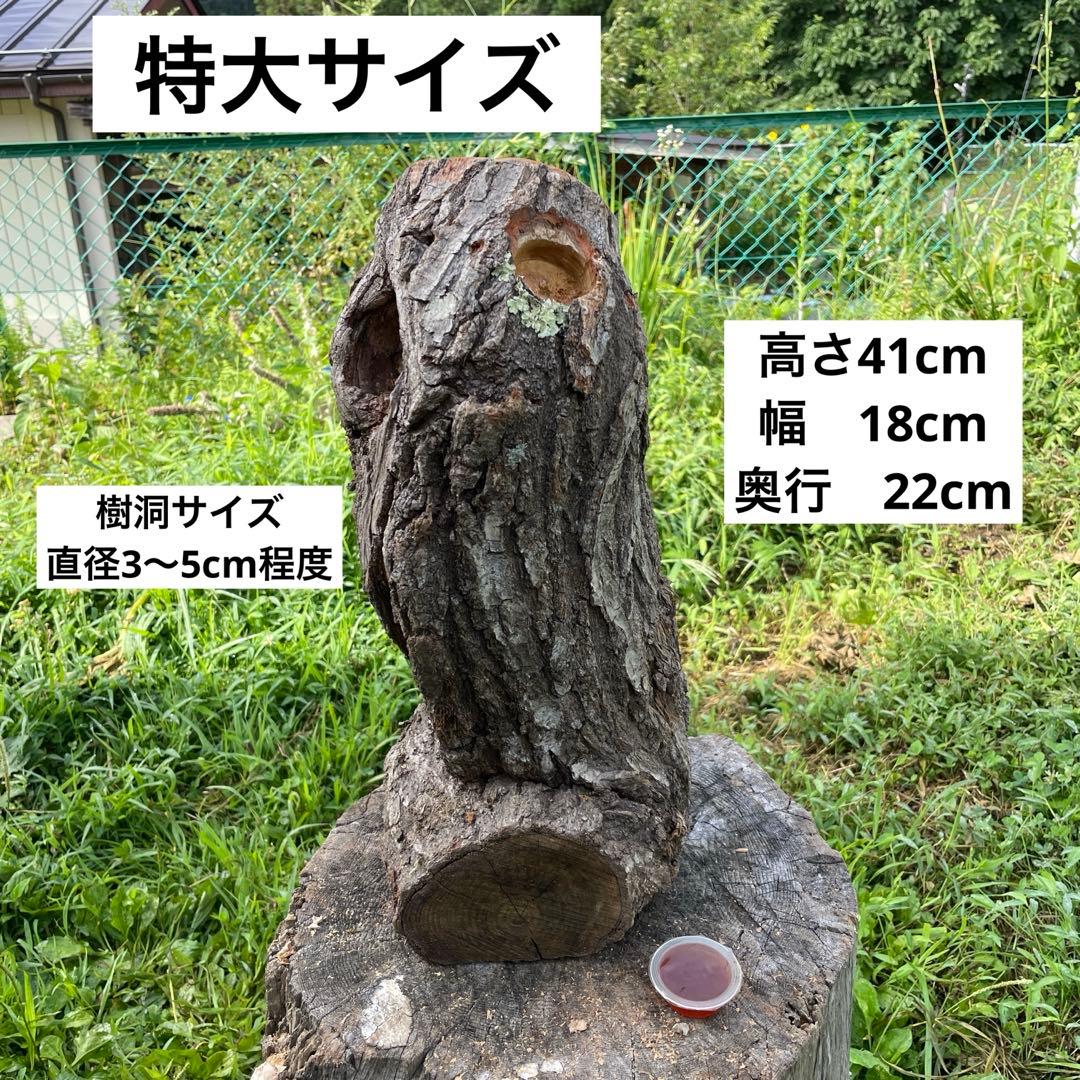 クワリウム　シェルター　登り木　エサ台　特大サイズ