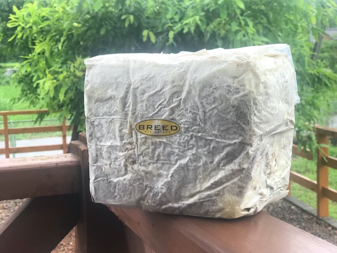 高性能・高品質　BREED菌糸ブロック　3500cc　8個