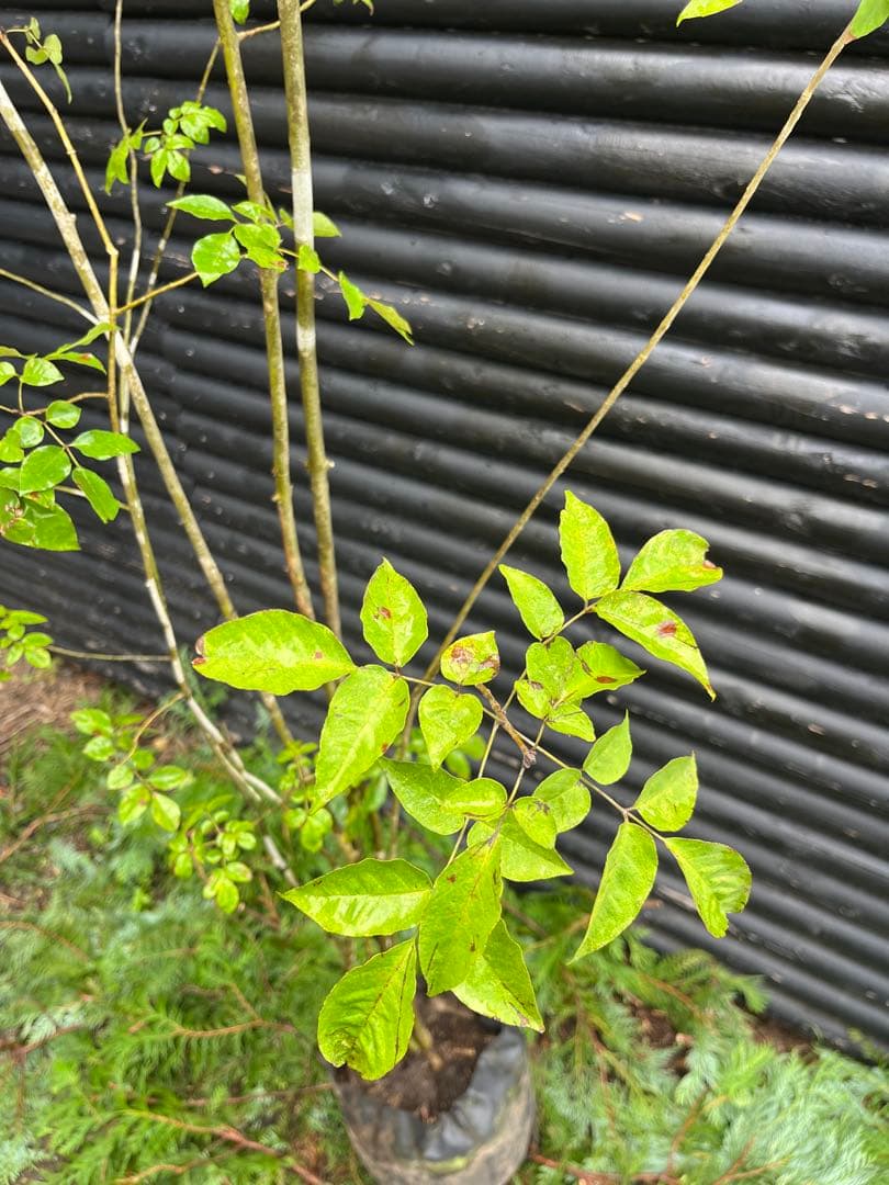 山採り天然　アオダモ　６本株立　50