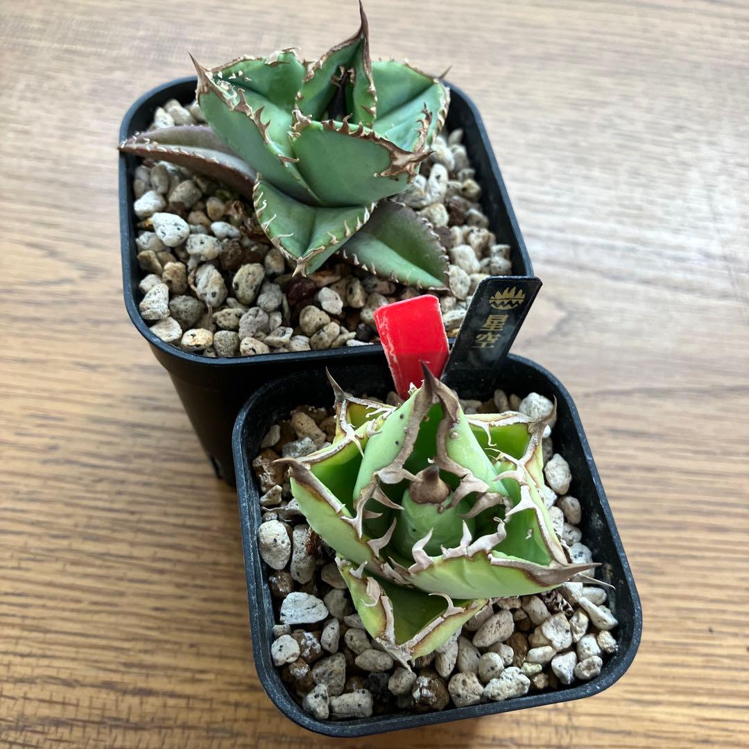 【初売りセット11】101 ぶつぶつ　アガベ　鰐亀/星空　　TC2株　上澳園芸