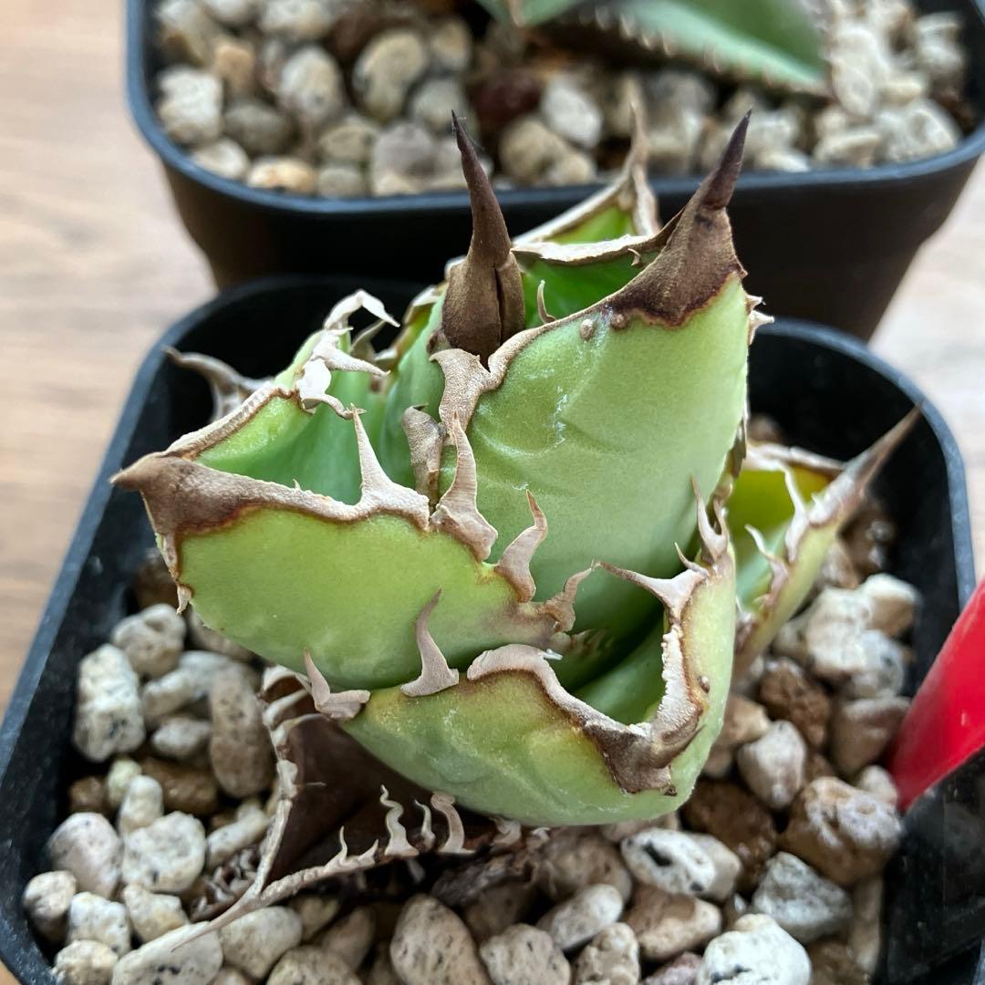 【初売りセット11】101 ぶつぶつ　アガベ　鰐亀/星空　　TC2株　上澳園芸