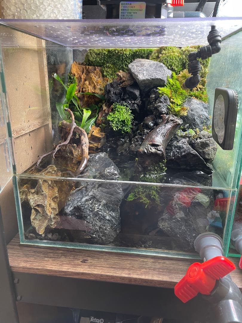 【受注生産】 滝と渓流のアクアテラリウム　30センチ水槽