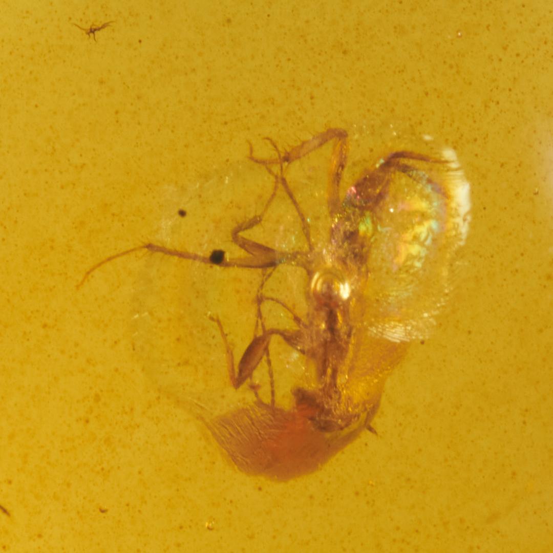 レア極上品 PA0095虫入り琥珀化石　ミャンマーカムティかタナイ9900万年前