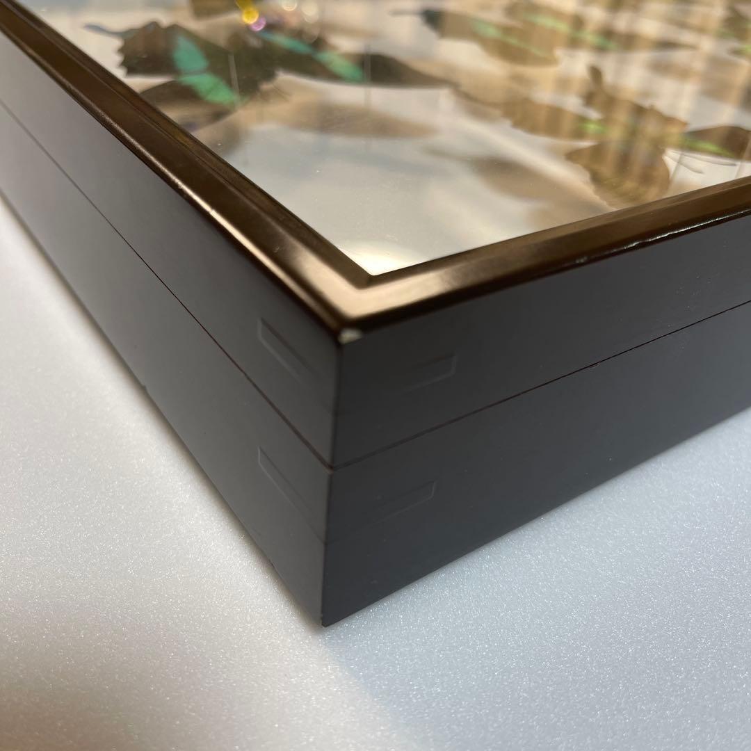 美しいアゲハ蝶標本、ドイツ箱売り