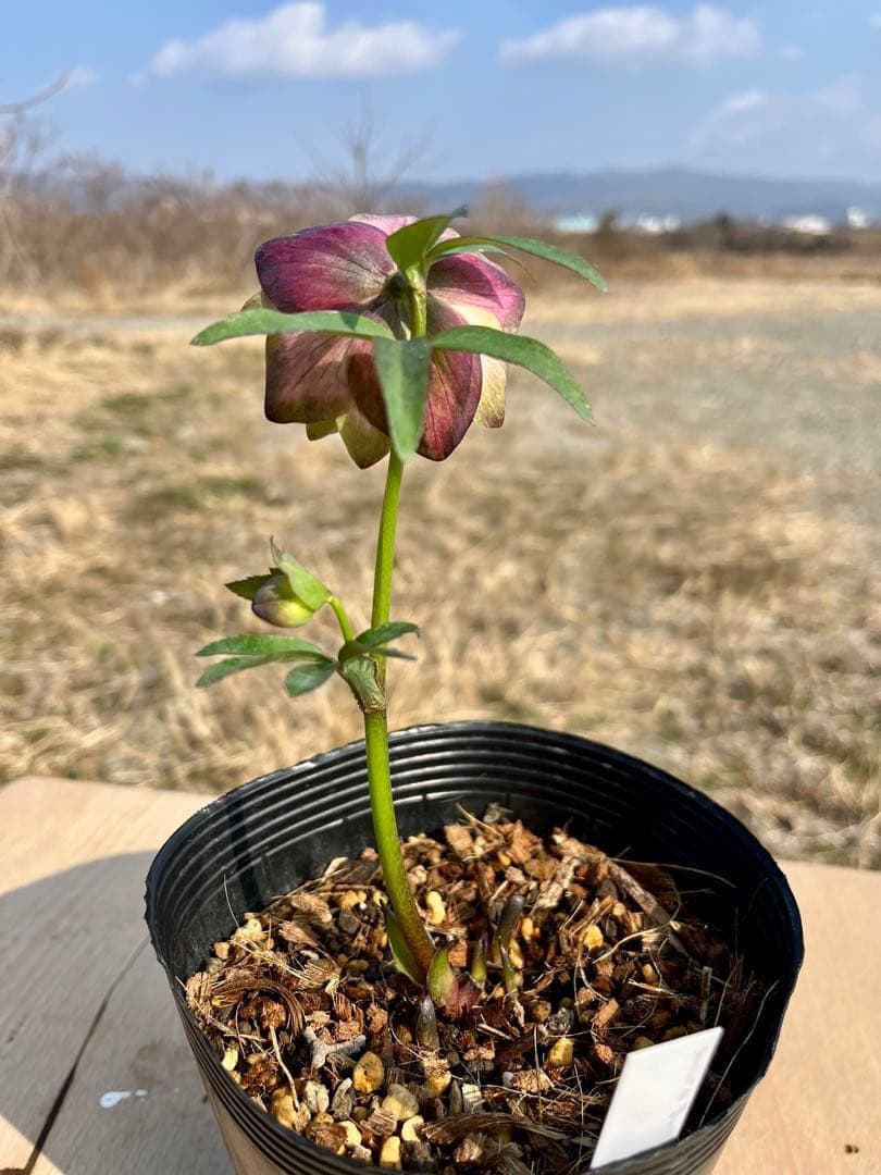 i*u様 ☘️蕾付き☘️3304⭐️超希少⭐️アンティークピエラ⭐️吉田園芸⭐️