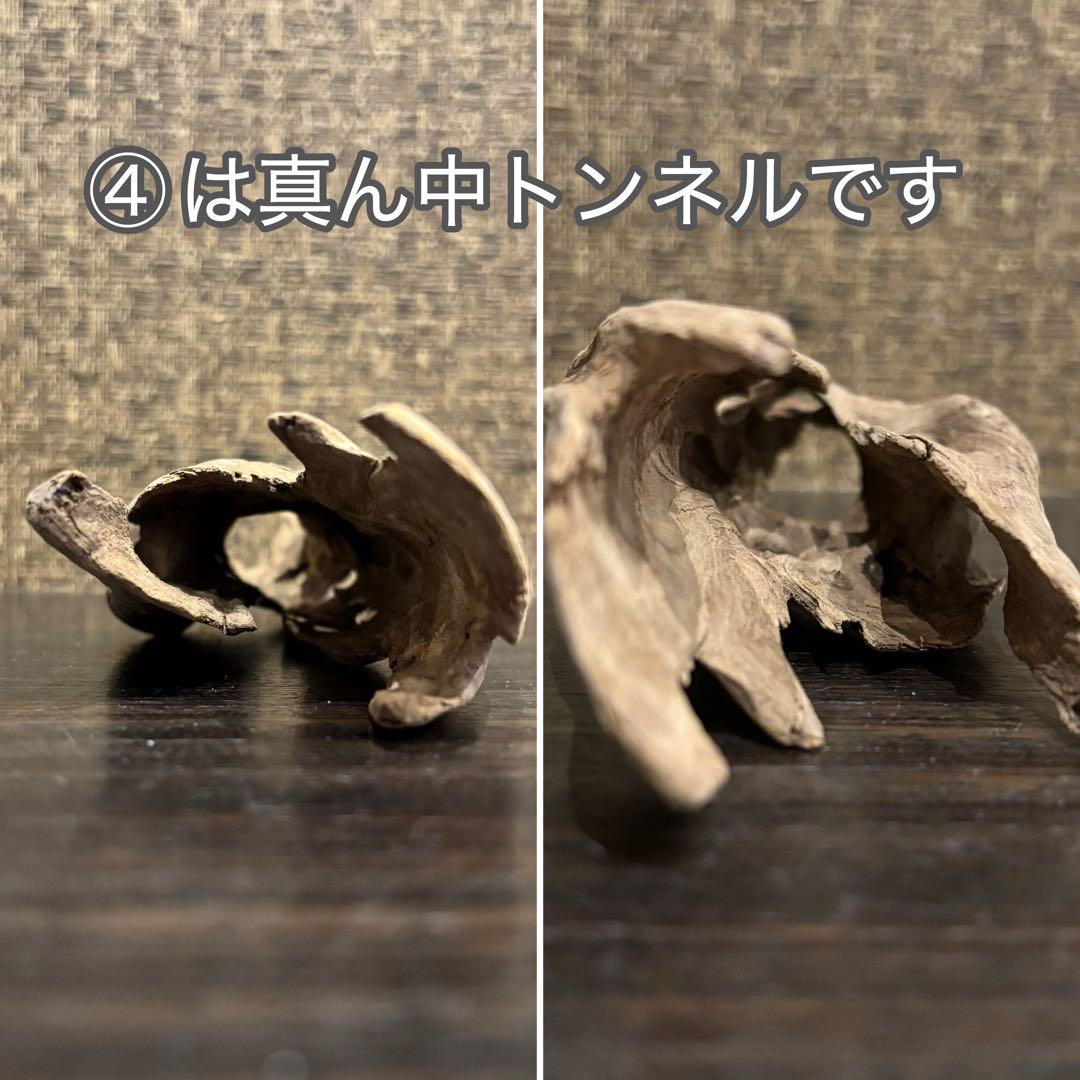 流木 優秀フォルム４本セット