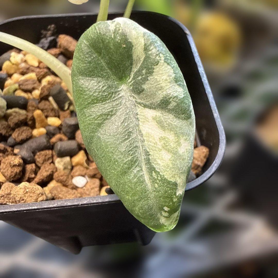 レ*迎様 格安 アロカシア マハラニ アルボ