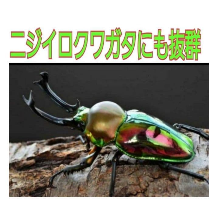 デカクなる極上菌糸瓶1500ml【5本】☆トレハロース、ローヤルゼリー強化配合！