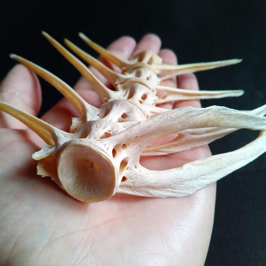 骨格　標本　魚類　ナポレオンフィッシュ　脊椎骨