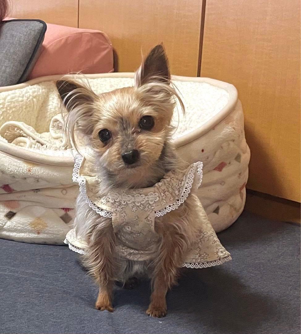 ハンドメイド犬服　花柄接結ニットのヒラヒラお袖キャミワンピ