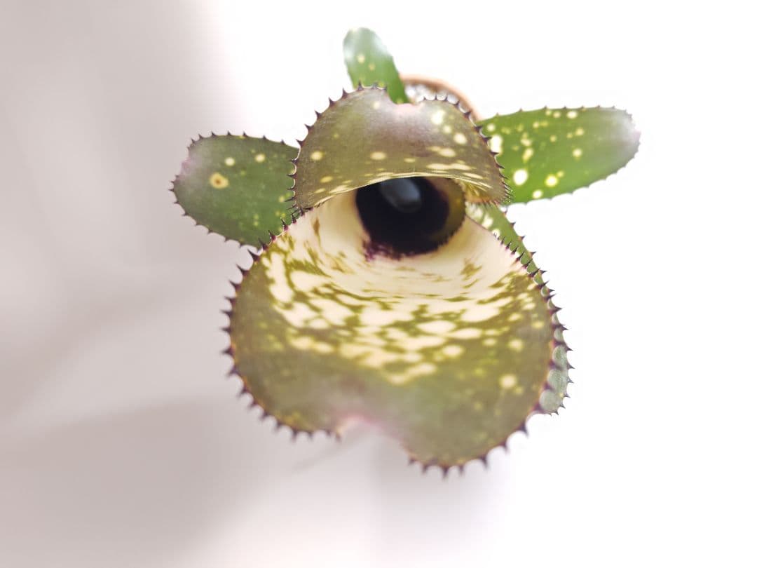 ビルベルギア　メリーモナーク