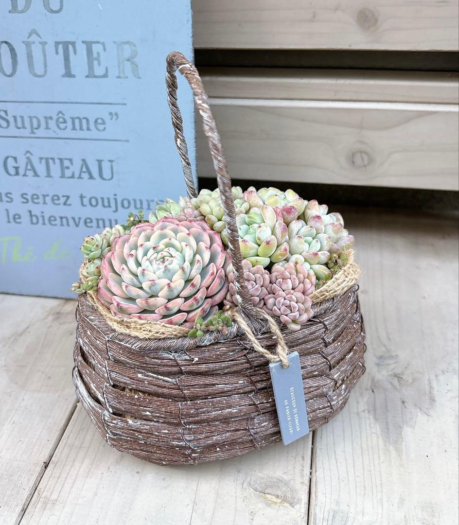 専用ページ　　多肉植物　寄せ植え　かご　·͜· ꕤ︎︎