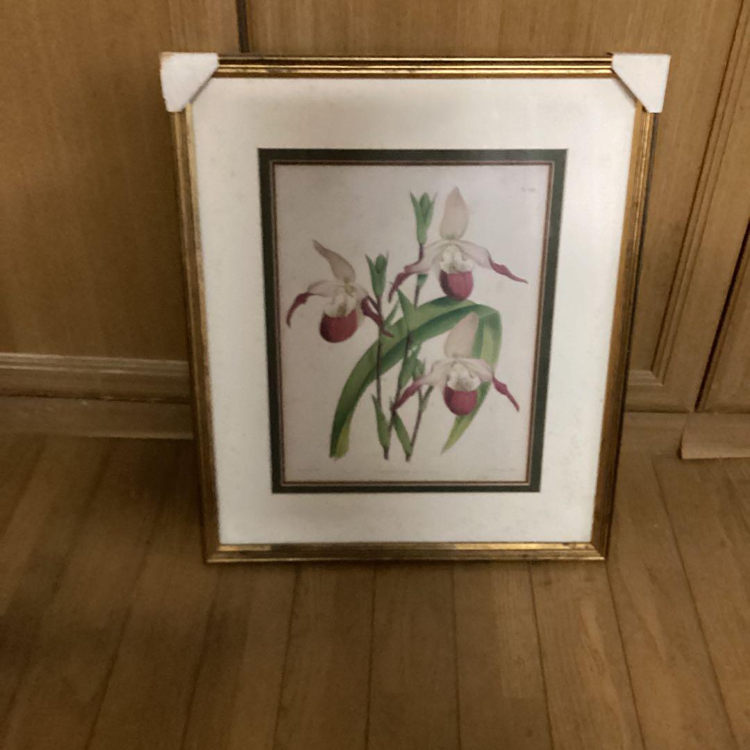 シペリウジウム　カルルム　【蘭科アツモリ草属】シンガポールラッフル