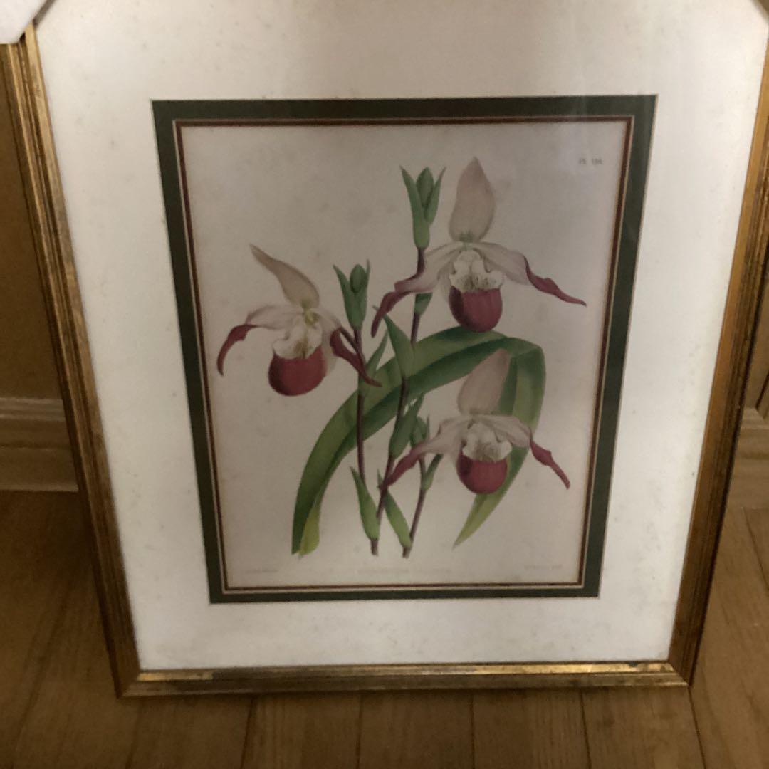 シペリウジウム　カルルム　【蘭科アツモリ草属】シンガポールラッフル