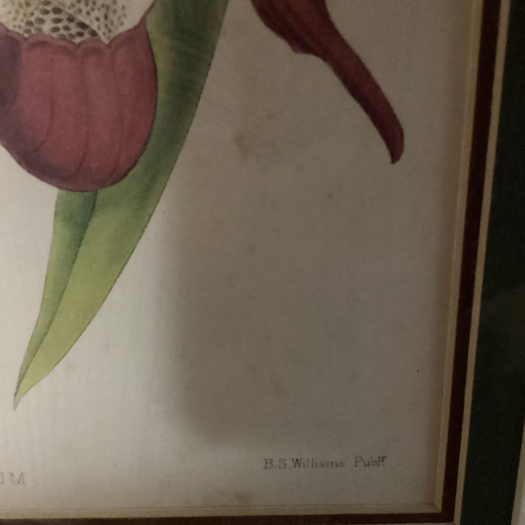 シペリウジウム　カルルム　【蘭科アツモリ草属】シンガポールラッフル