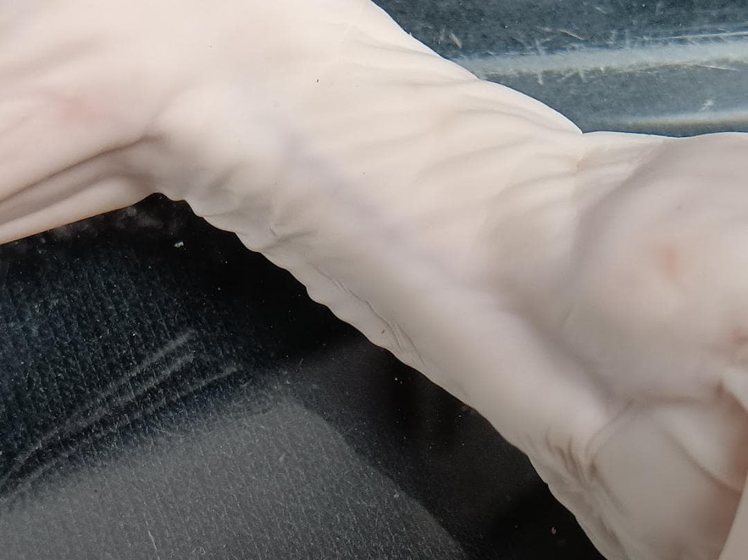 【学術標本】種名ニホンジカ　胎児（♂）　エタノール浸漬標本　頭胴長約１２０ｍｍ