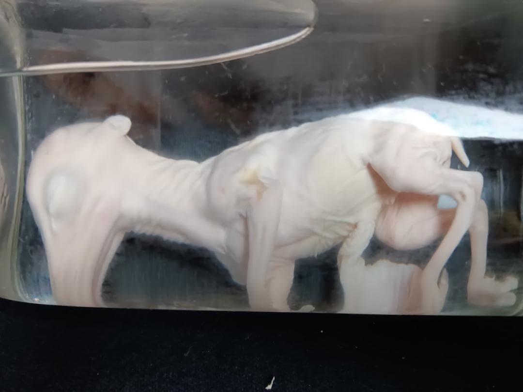 【学術標本】種名ニホンジカ　胎児（♂）　エタノール浸漬標本　頭胴長約１２０ｍｍ