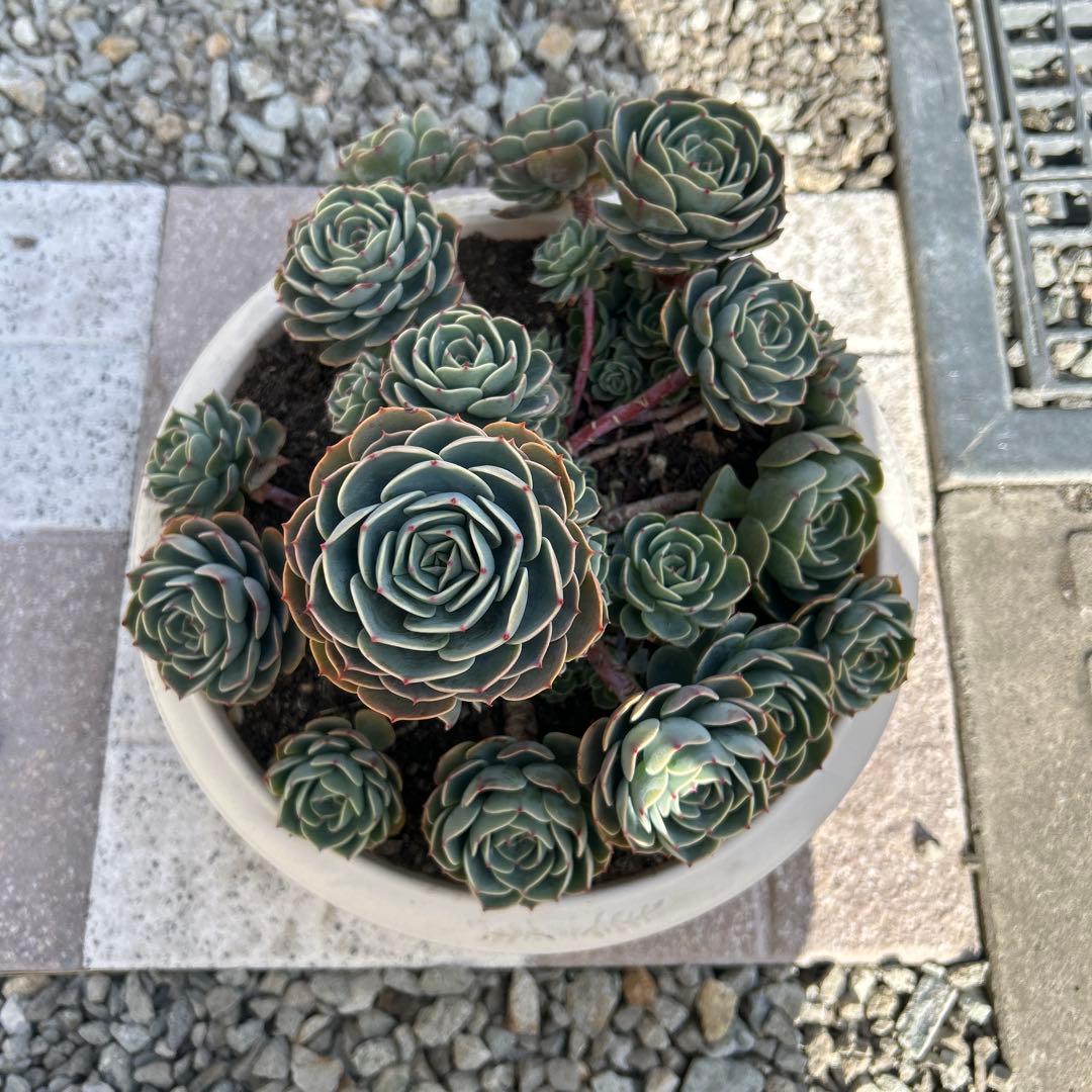 多肉植物 エケベリア 七福神 (鉢付き)