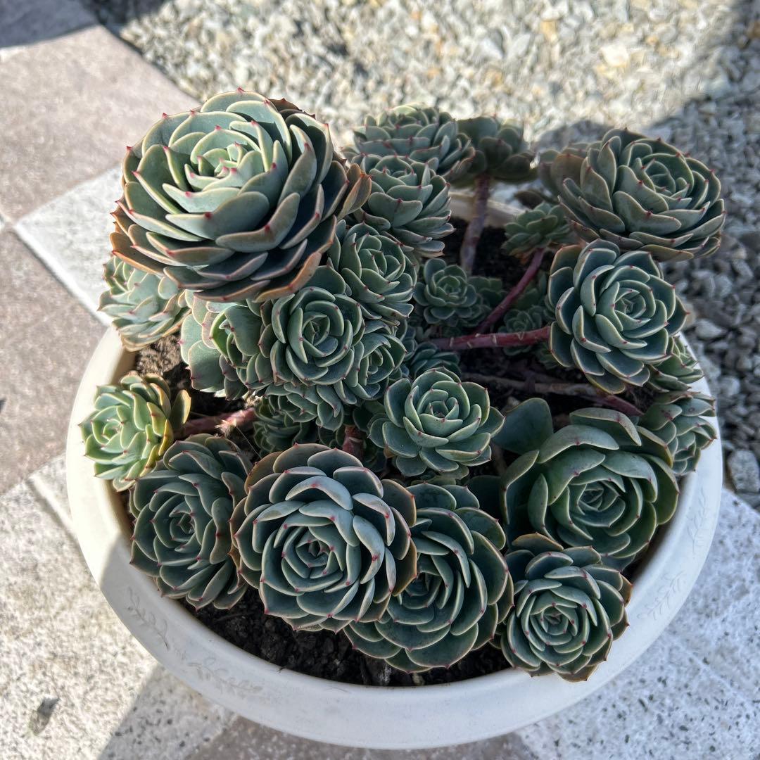 多肉植物 エケベリア 七福神 (鉢付き)