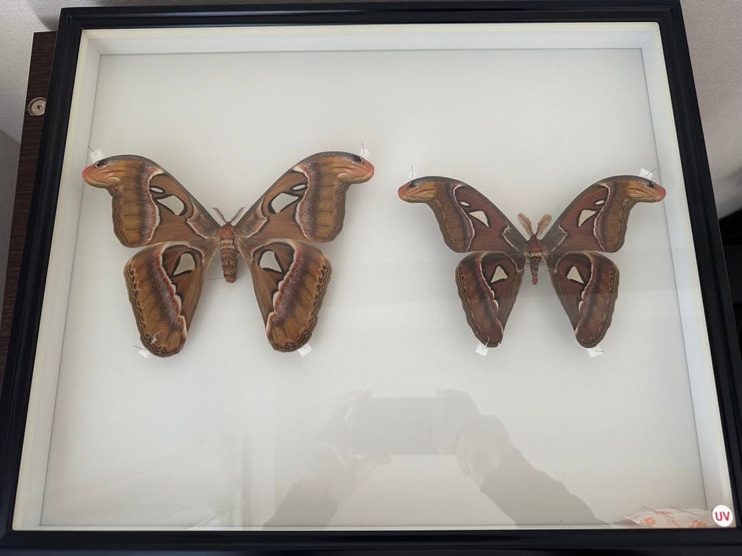 【にこベー★】標本箱ドイツ箱 黒色 UV加工6箱 蝶と蛾の標本