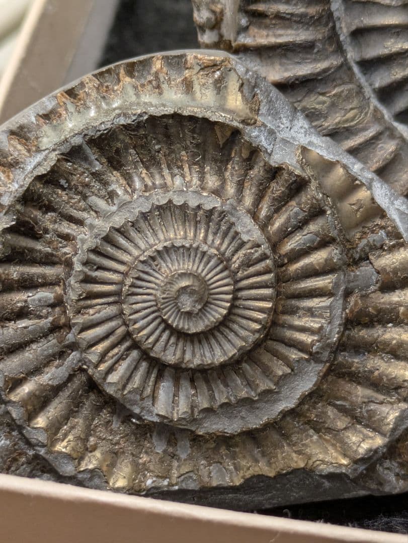 アンモナイト　化石　最高品位　レア産地　標本　鉱物