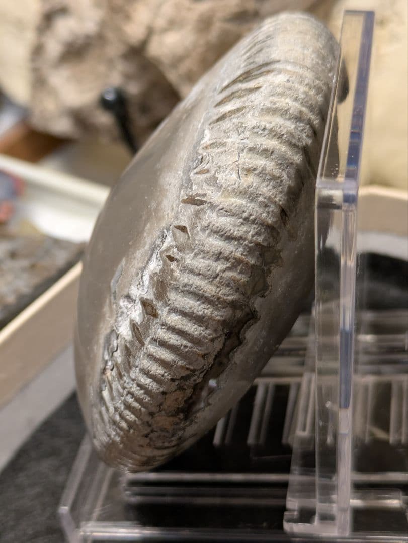 アンモナイト　化石　最高品位　レア産地　標本　鉱物