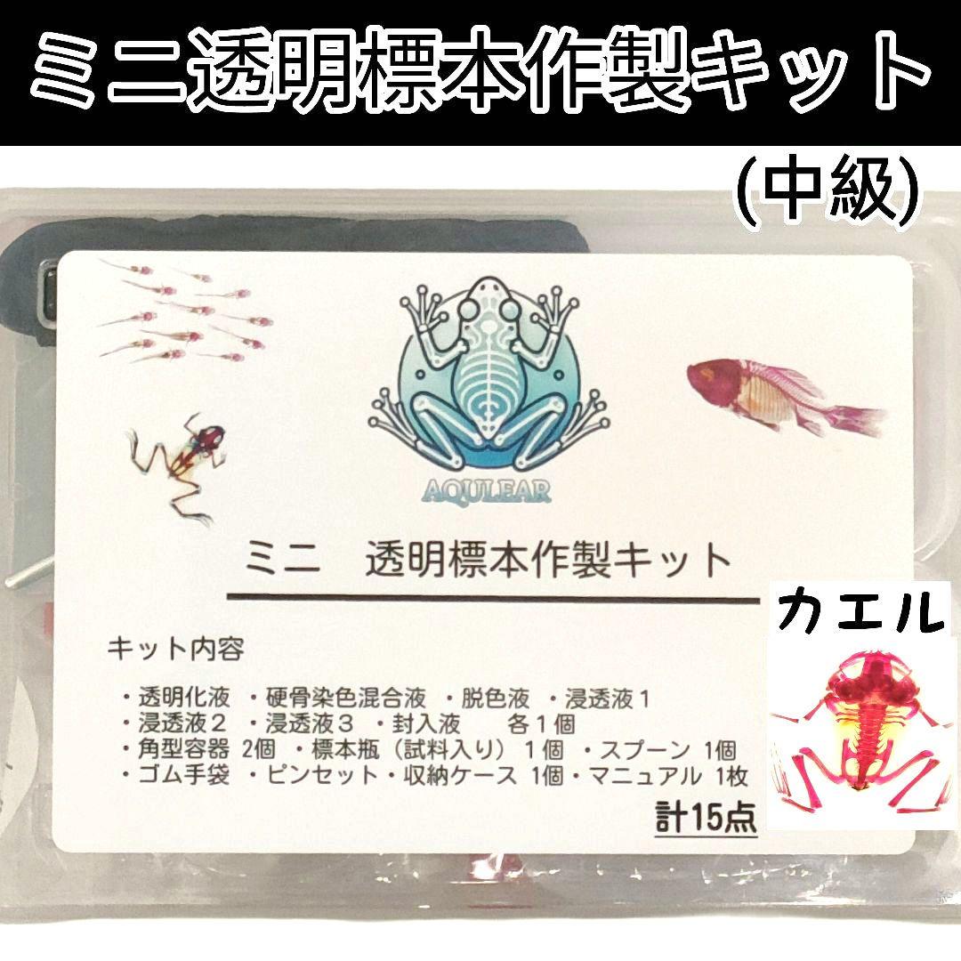 【専用出品】ミニ透明標本作製キット（中級）×2個 軟骨染色済に変更