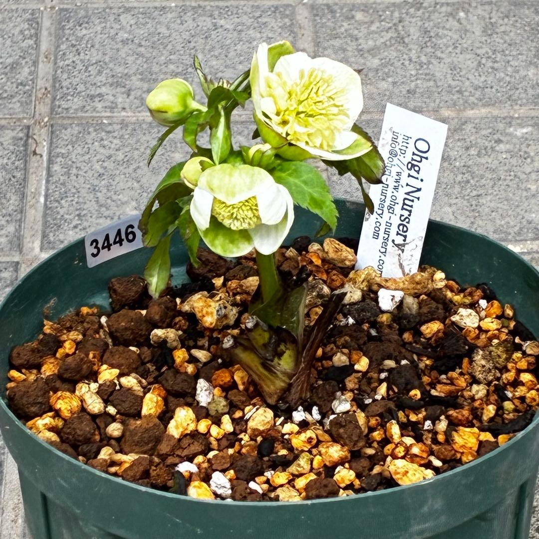 ラ*ク様 3446☘️花タグ付☘️超SD⭐️超小輪⭐️超コンパクト⭐️コロコロ手