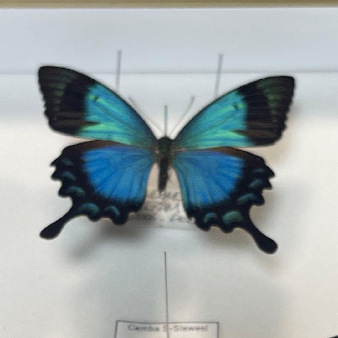 青と黒色のコントラストが美しいアゲハ蝶ドイツ箱入り標本